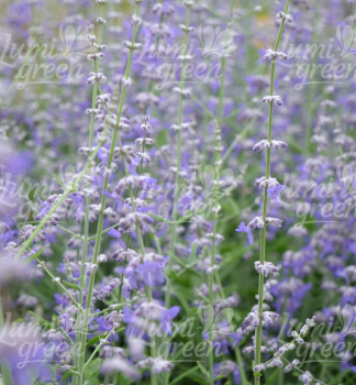 Obr�zok (5)