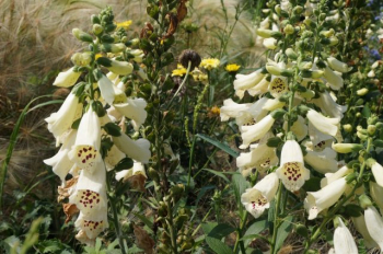 Obrzok (6)
