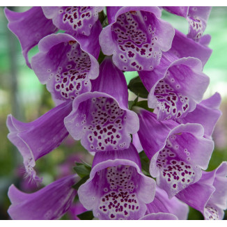 Nprstnk erven DOTTIE PURPLE, kont. 0,5 l