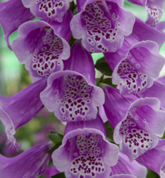 Nprstnk erven DOTTIE PURPLE, kont. 0,5 l