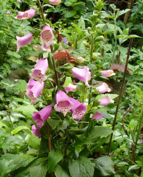 Obrzok (2)