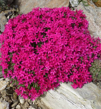 Flox douglasii OCHSENBLUT kont. 0,5 l