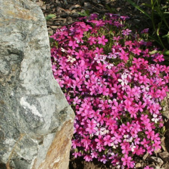 Obrzok (6)