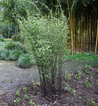 Bambus / Fargesia juzhaigou �DEEP PURPLE� 50-60 cm, kont. 2,5 l