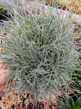 Obrzok (2)