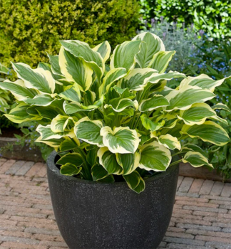 Hosta (Bohyka) ANNE, kont. 1 l
