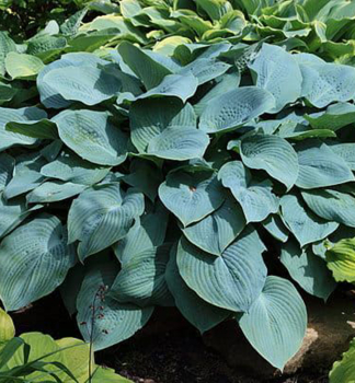 Hosta (Bohyka) BLUE MAMMOTH, kont. 1 l