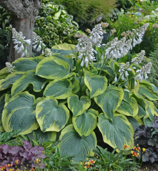 Hosta (Bohyka)  EARTH ANGEL, kont. 1 l
