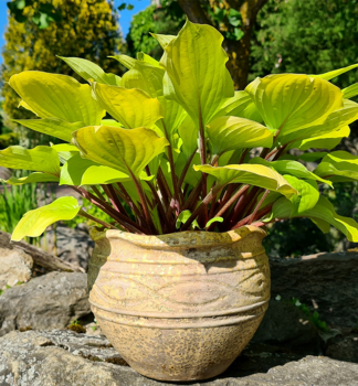 Hosta (Bohyka) FIRE ISLAND, kont. 1 l