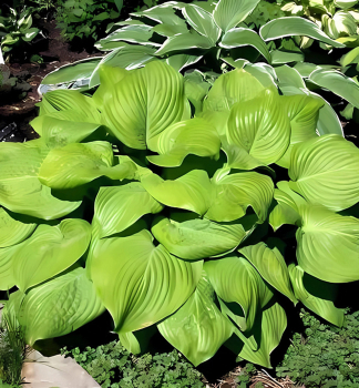 Hosta (Bohyka) FRIED BANANAS, kont. 1 l