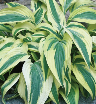 Hosta (Bohyka) LAKESIDE DRAGONFLY, kont. 1 l