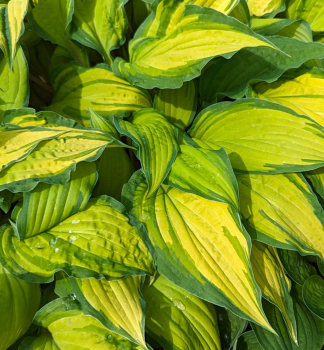 Hosta (Bohyka) LIPSTICK KISS, kont. 1 l