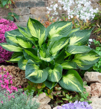 Hosta (Bohyka) MORNING STAR, kont. 1 l