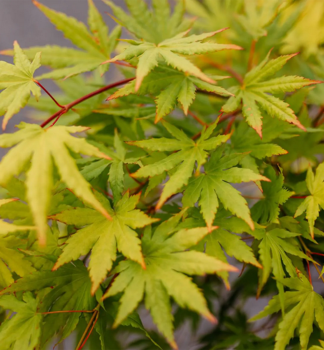 Javor dlanitolist� �CASCADE CITRINE�� 50-60 cm, kont. 3 l