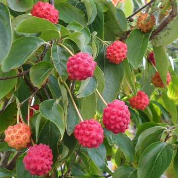 Obrzok (5)