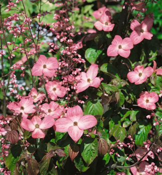 Svda japonsk RADIANT ROSE 60-70 cm, kont. 1 l