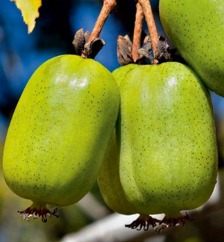 Mini kiwi JAPSAI, kont. 1,6 l