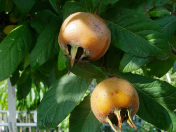 Obrzok (2)