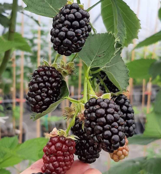 Ostruina beztrnn GLORNIWA  kont. 1 l