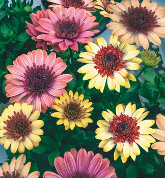 Osteospermum (kapsk kopretina) 3D BANANA SHAKE, kont. 0,3 l