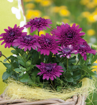 Osteospermum (kapsk kopretina) 3D PURPLE, kont. 0,3 l