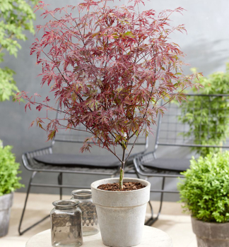Javor dlanitolist ROYAL GARNET 20-30 cm, kont. 0,5 l
