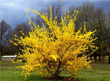 Zlatice prostedn (Zlat d隝) SPRING GLORY 90-100 cm, kont. 1 l
