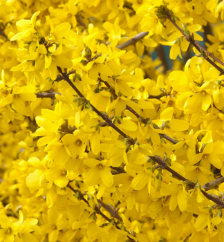 Zlatice prostedn (Zlat d隝) SPRING GLORY 90-100 cm, kont. 1 l