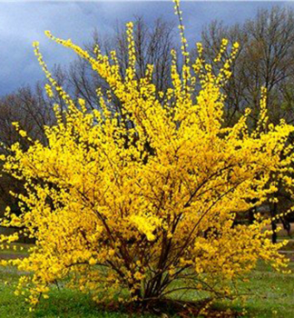 Zlatice prost�edn� (Zlat� d隝) �SPRING GLORY� 90-100 cm, kont. 1 l