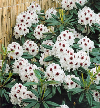 Obrzok (2)