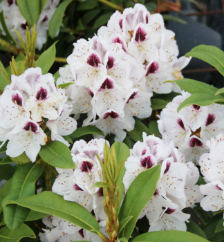 Pnink hybridn SAPPHO 40-50 cm, kont. 5 l