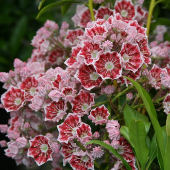 Mamota irokolist PINWHEEL 30-40 cm, kont. 4 l