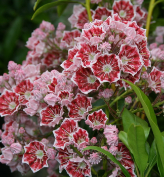Mamota irokolist PINWHEEL 30-40 cm, kont. 4 l