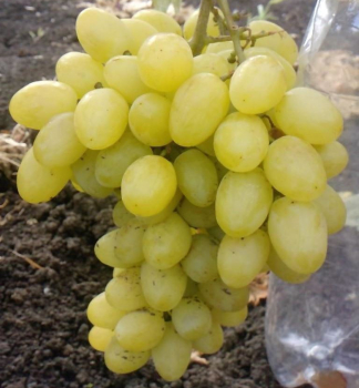 Obrzok (8)