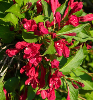 Obrzok (9)