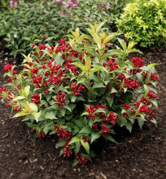 Vajglie kvtnat CHERRY LOVE 15-20 cm, kont. 2,5 l