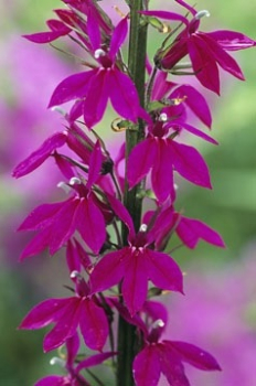 Obrzok (2)