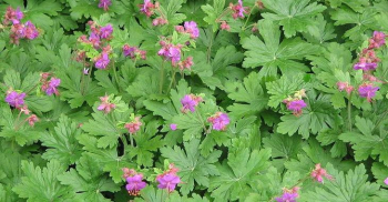Obrzok (1)