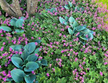 Obrázok (5) Obrázok (5)