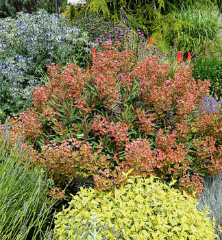 Pryec GALAXY GLOW, kont. 0,5 l