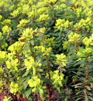 Obr�zok (6)