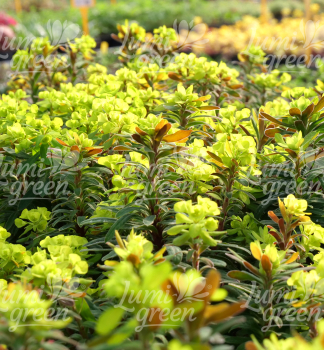 Obr�zok (8)