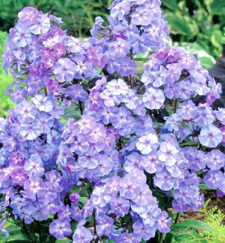 Flox latnat� (Plamenka) �BLUE BOY� kont. 1 l