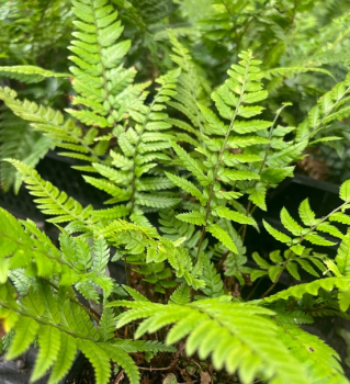 Obrzok (4)