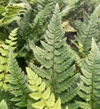 Kapradina (Polystichum biaristatum), kont. 0,5 l
