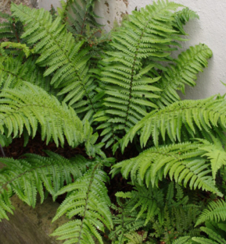 Kapra (Dryopteris kuratae), kont. 0,5 l