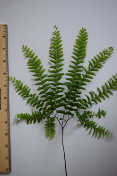 Obrzok (4)