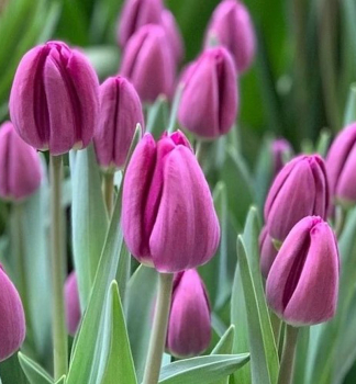 Tulipn BULLIT 5 ks v balen