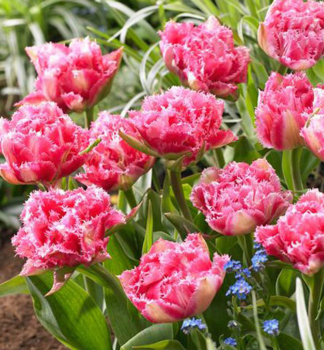 Tulipn CRISPION SWEET 5 ks v balen
