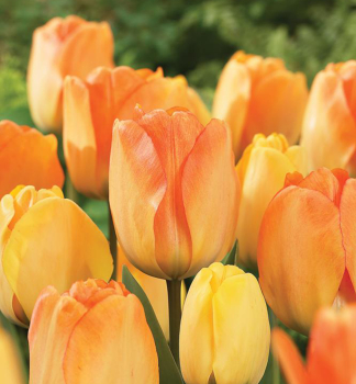 Tulipn DAYDREAM 5 ks v balen